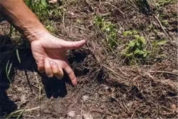 土壤肥力与有机质